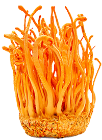 Cordyceps Extract