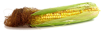 Corn Silk Extract