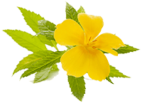 Damiana extract