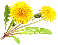 Dandelion extract