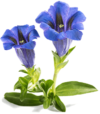 Gentian Extract (Ratio)