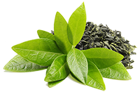 Green Tea Extract