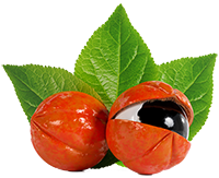 Guarana Extract