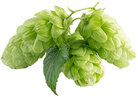 Hops Flower Extract (Standard)