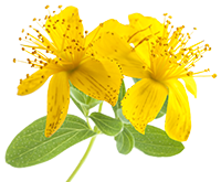 Hypericum Perforatum Extract