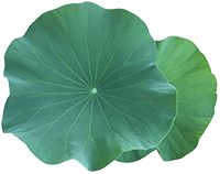 Lotus Leaf Extract