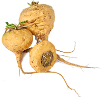 Maca Root Extract