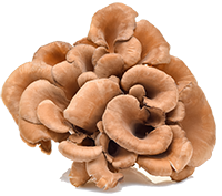 Maitake Mushroom Extract