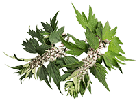 Motherwort Extract