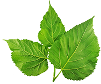 Mulberry Leaf Extract