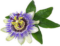 Passion Flower Extract