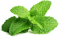 Peppermint Leaf Extract