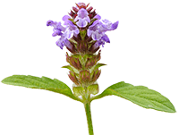 Prunella vulgaris  Extract