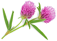 Red Clover Extract