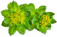 Rhodiola Rosea Extract