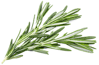 Rosemary Extract