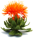 Safflower Extract