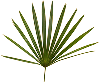 Saw Palmetto Extract