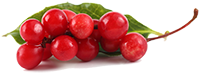 Schisandra Berries Extract (Standard)