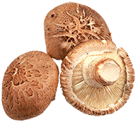 Shiitake Mushroom Extract