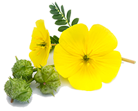 Tribulus Terrestris Extract