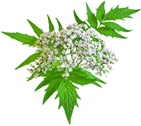 Valerian Extract