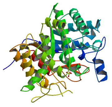 Enzyme Activity Measurement of 6-Phospho-Beta-Galactosidase