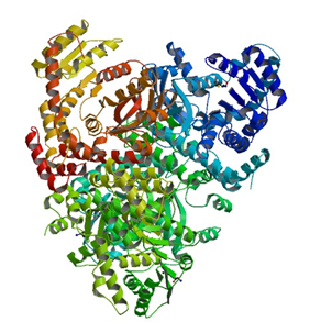 The crystal structure of 6-phospho-beta-glucosidase from T. maritima