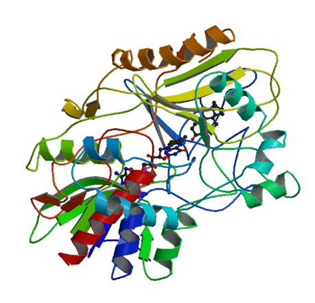 Enzyme Activity Measurement for Cholesterol Oxidase