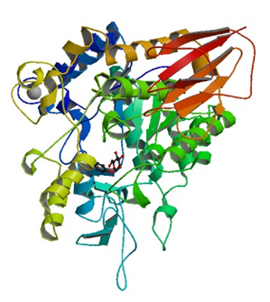The crystal structure of Bacillus licheniformis trehalose-6-phosphate hydrolase