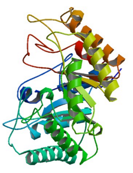 The crystal structure of beta-1,4-galactanase from Aspergillus aculeatus at 293k