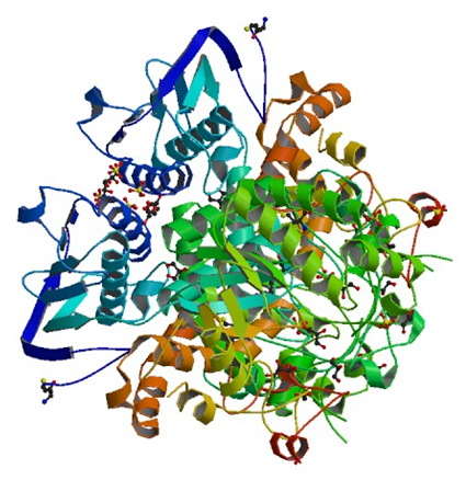 The crystal structure of beta-N-acetylhexosaminidase from Arthrobacter aurescens.