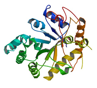 Enzyme Activity Measurement of Glucan Endo-1,3-Beta-D-Glucosidase