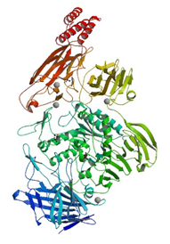 The crystal structure of endo-alpha-N-acetylgalactosaminidase from Bifidobacterium longum