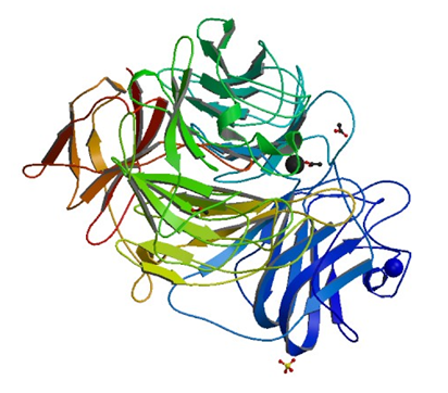 Enzyme Activity Measurement for Galactose Oxidase