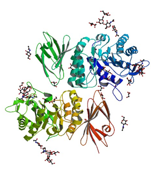 The crystal structure of human alpha-N-acetylgalactosaminidase