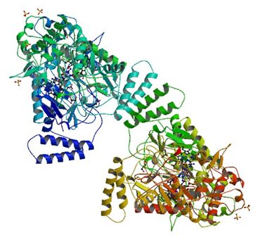 The crystal structure of human inducible nitric-oxide synthase