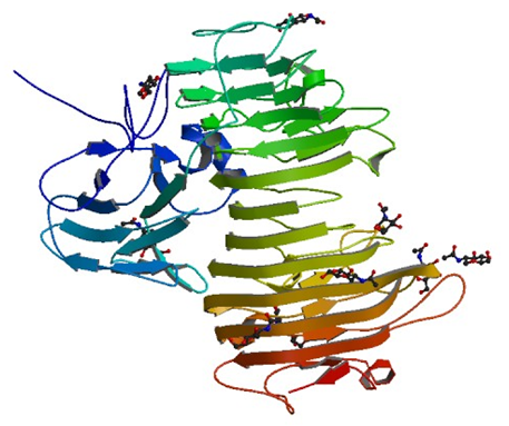 The crystal structure of isopullulanase from Aspergillus niger ATCC 9642