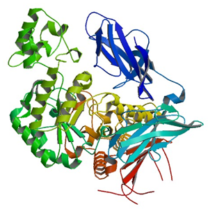 The crystal structure of maltogenic amylase from S.marinus