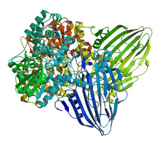 Enzyme Activity Measurement of Maltose Phosphorylase