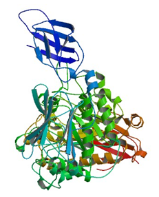 The crystal structure of pullulanase from Anoxybacillus sp