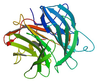 Enzyme Activity Measurement of Galactan 1,3-Beta-Galactosidase