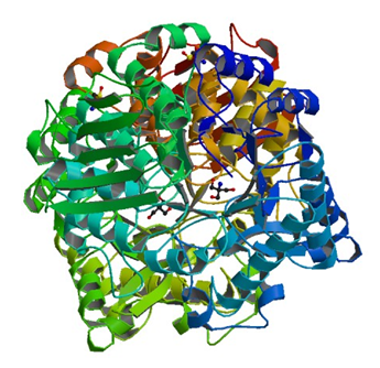 Enzyme Activity Measurement of Sucrose Phosphorylase