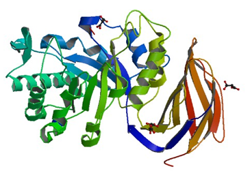 The crystal structure of the glucuronoxylan xylanohydrolase XynC from B. subtilis