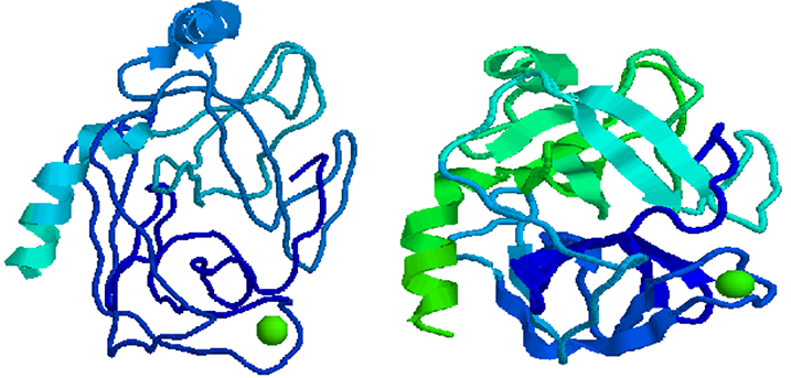 Trypsin