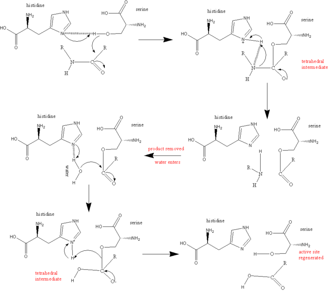 Trypsin