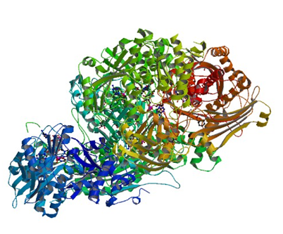 Enzyme Activity Measurement of Xanthine Dehydrogenase