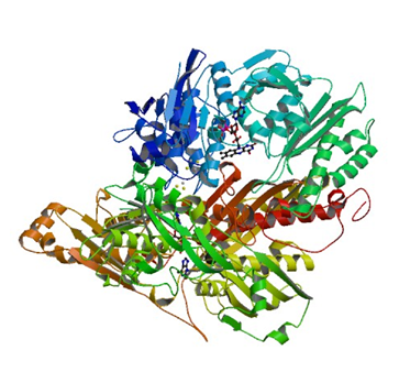 Enzyme Activity Measurement of Xanthine Oxidase